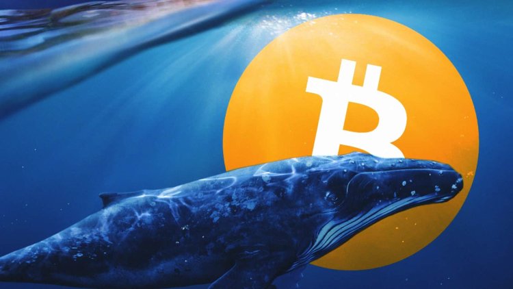 Bitcoin whales number rallies, but their holdings take a tumble - Here’s why