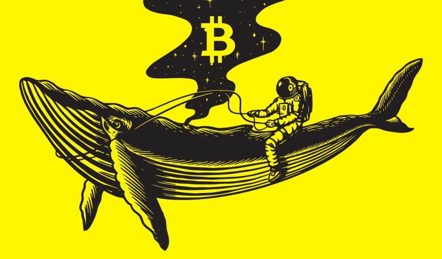 Bitcoin whales and sharks double down on BTC accumulation as the asset closes June at $30,469